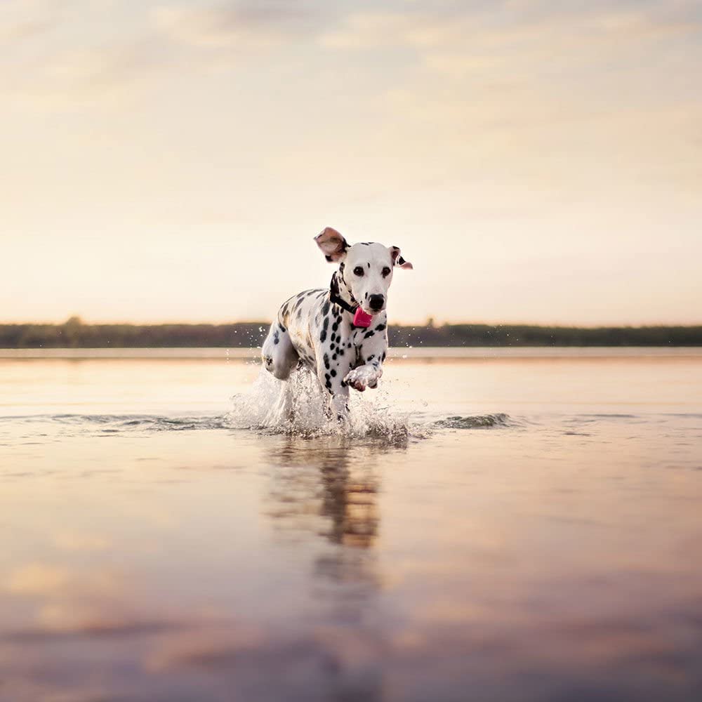 Localizzatore GPS Tractive per cani e gatti, impermeabile, adatto per ogni collare - Pet Shop Luna