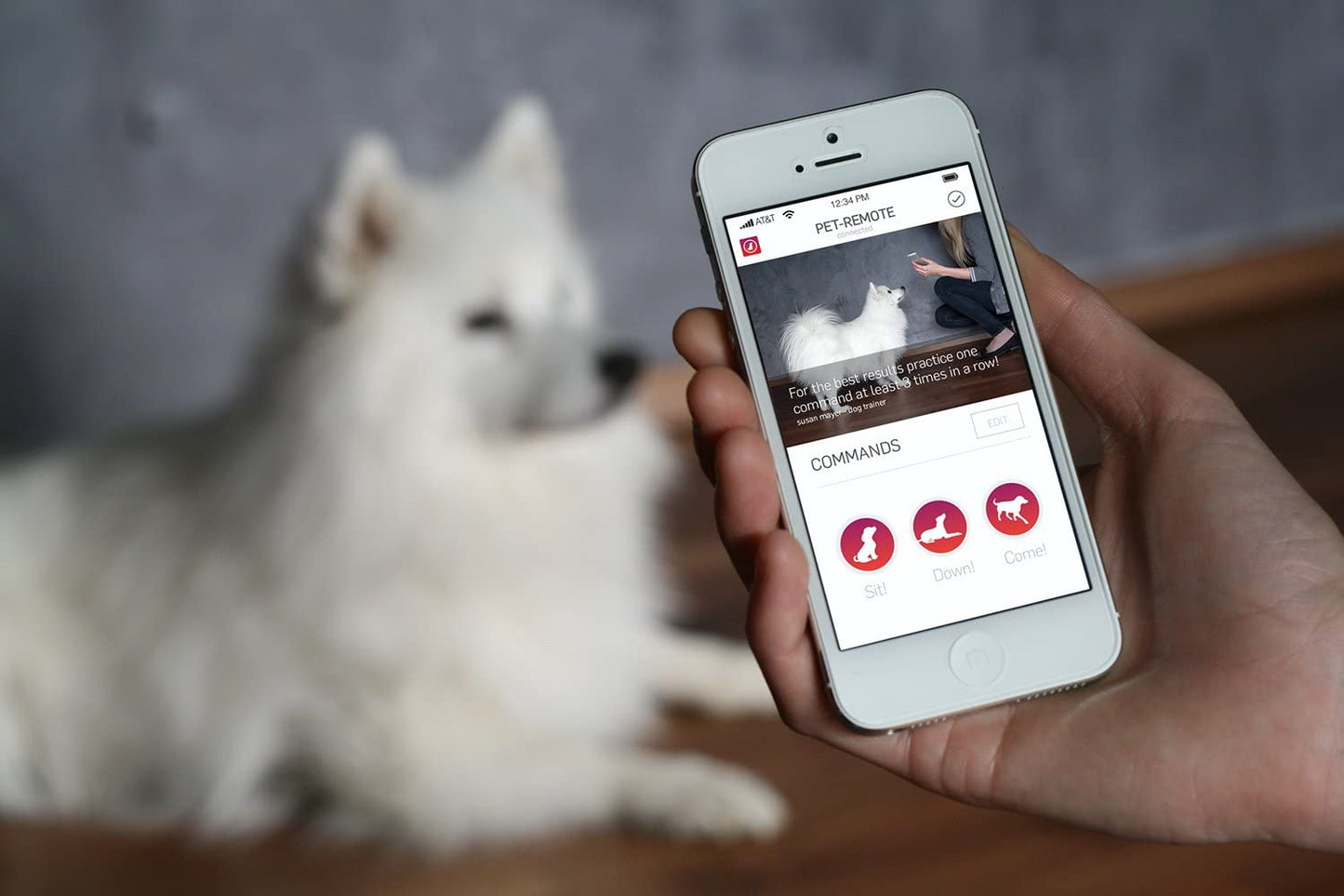 Collare No-Shock per Cani - Pet Shop Luna