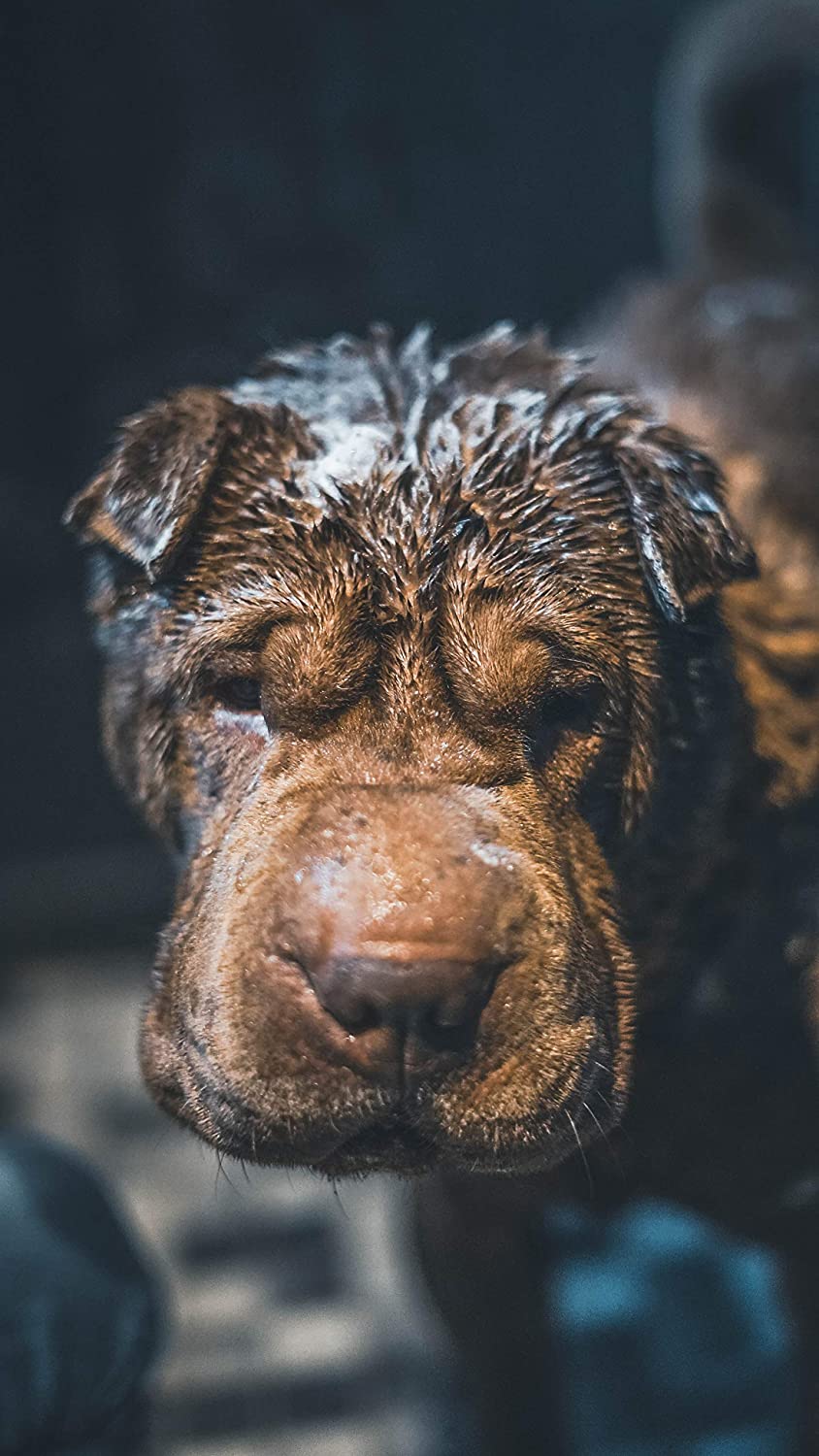 Vetocanis Shampoo Ipoallergenico - Pet Shop Luna