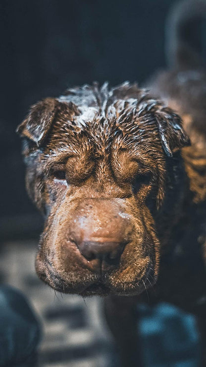 Shampoing antiodeur chien VETOCANIS - Pet Shop Luna