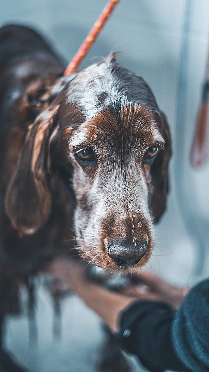 vetocanis Shampoo Peli - Pet Shop Luna